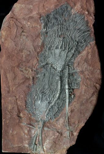 Moroccan Crinoid (Scyphocrinites) Plate #36329